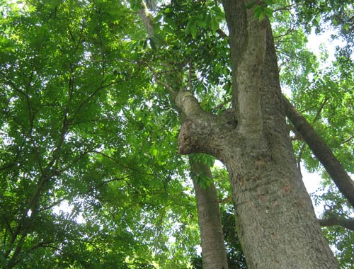 Kỹ thuật trồng cây sưa quý hiếm
